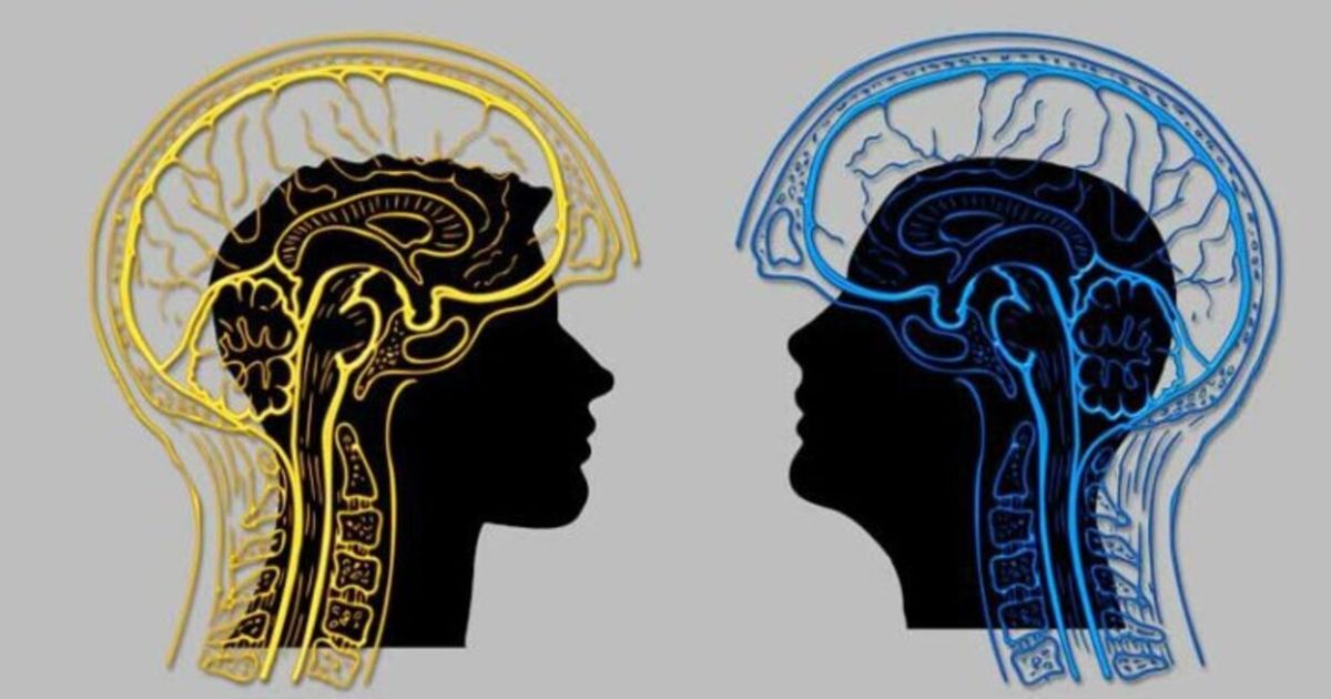 El bilingüismo temprano mejora la eficiencia cerebral y la conectividad neuronal