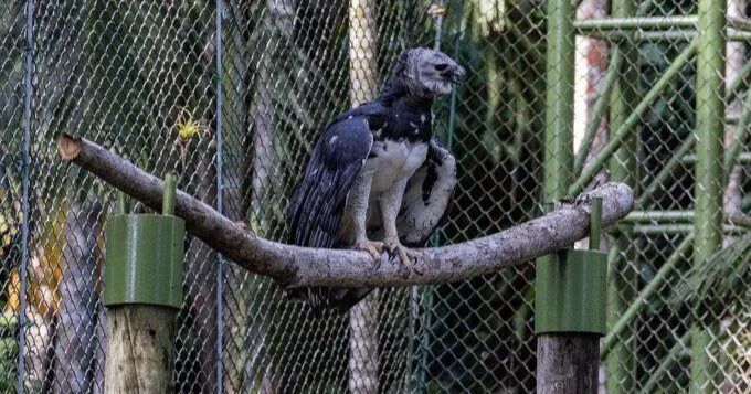Este domingo se celebrará el Día Nacional del Águila Harpía en el Jardín Botánico Summit
