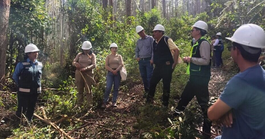 Alianza forestal entre Perú y Chile impulsa la economía sostenible y el mercado de carbono