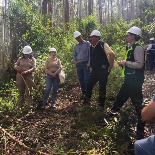 Alianza forestal entre Perú y Chile impulsa la economía sostenible y el mercado de carbono