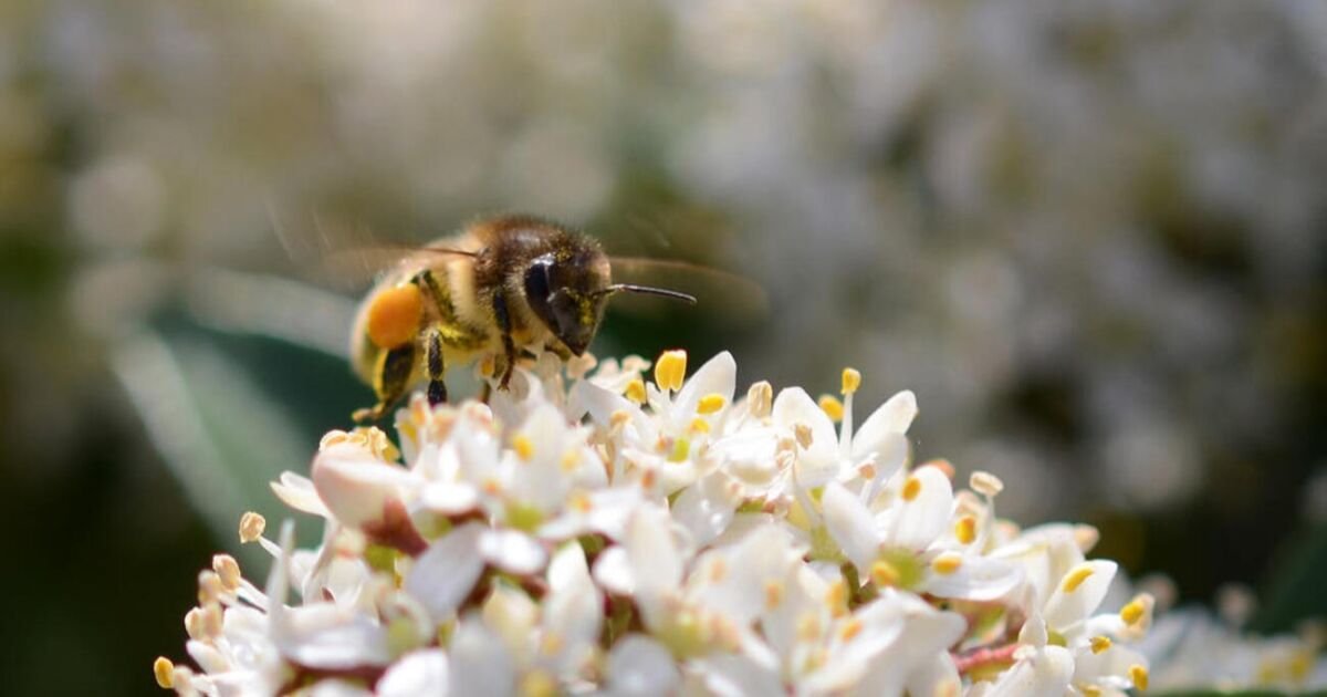 Savannah rebosa de entusiasmo por unirse a la red de conservación de abejas de ciudades de todo el país