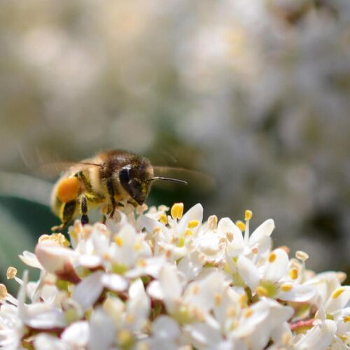 Savannah rebosa de entusiasmo por unirse a la red de conservación de abejas de ciudades de todo el país
