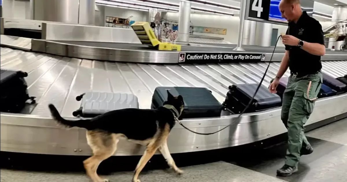 Perros K-9 compiten para detectar droga en el aeropuerto de Atlanta