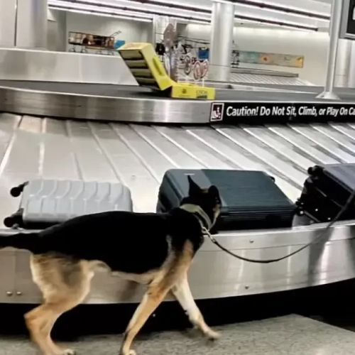Perros K-9 compiten para detectar droga en el aeropuerto de Atlanta