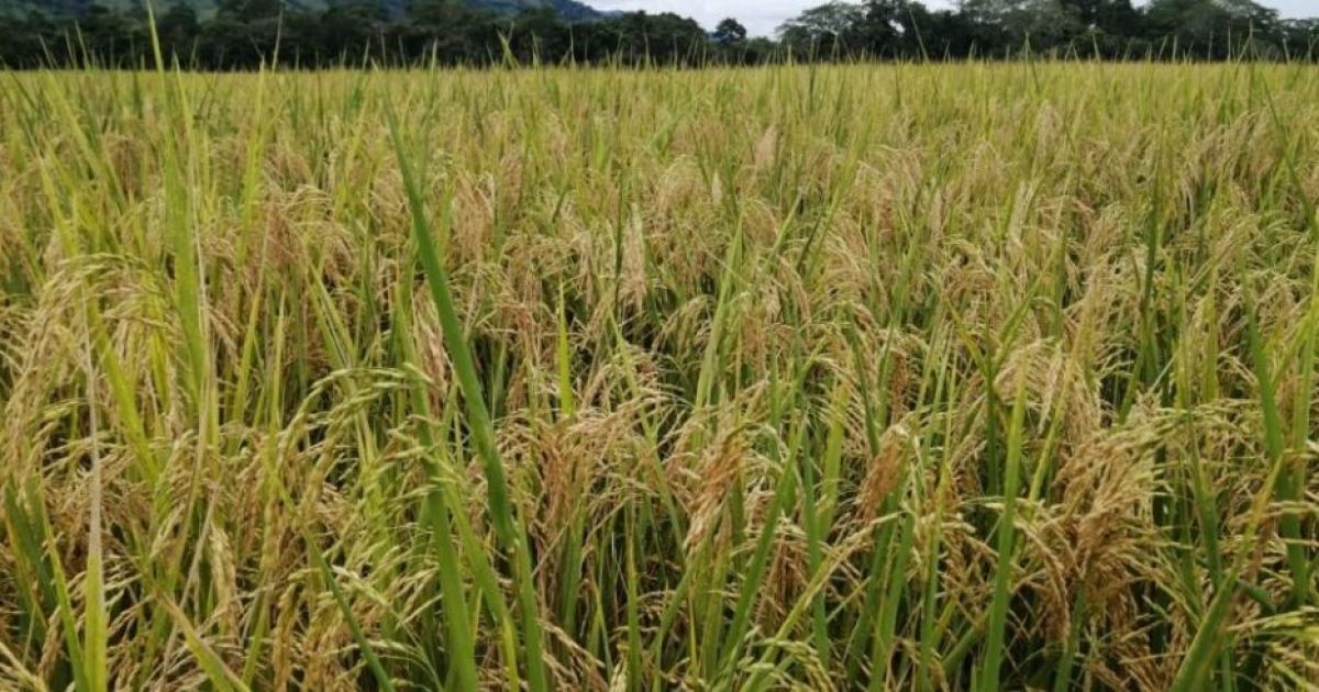 Gobierno Nacional desembolsa $144.2 millones a productores de arroz, maíz y leche