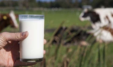 Productores de leche en aprietos en República Dominicana