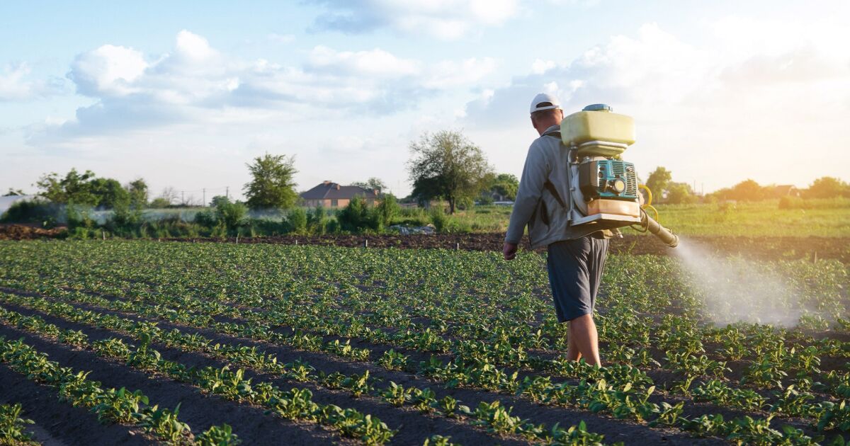 Costa Rica eliminará el fipronil en la agricultura