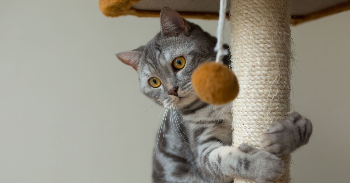 Mundo Mágico de la Mascota celebra el Día del Gato con descuentos especiales y una charla sobre comportamiento felino
