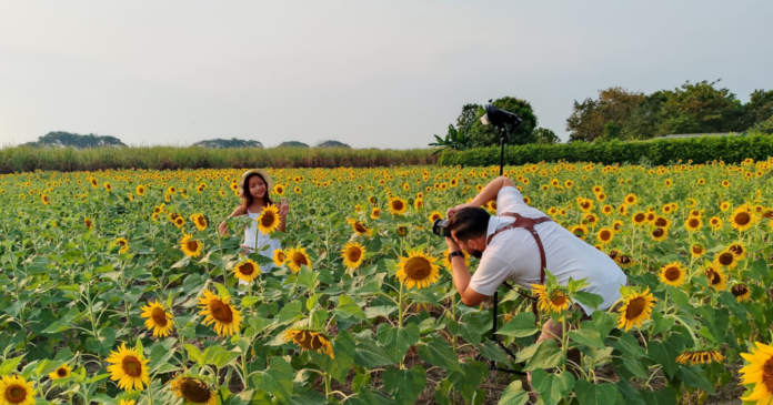 Portuguesa impulsa el turismo con los campos de girasoles del Santuario de Guanare