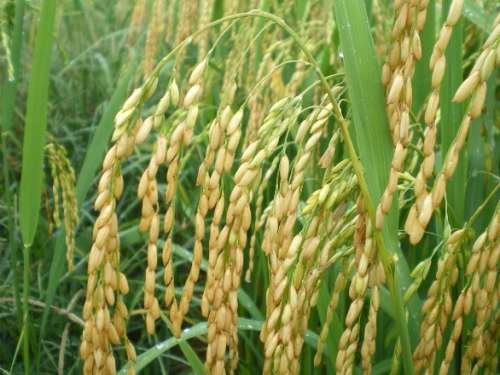 Ministerio de Agricultura y CIAT evalúan mejoras en la productividad del arroz