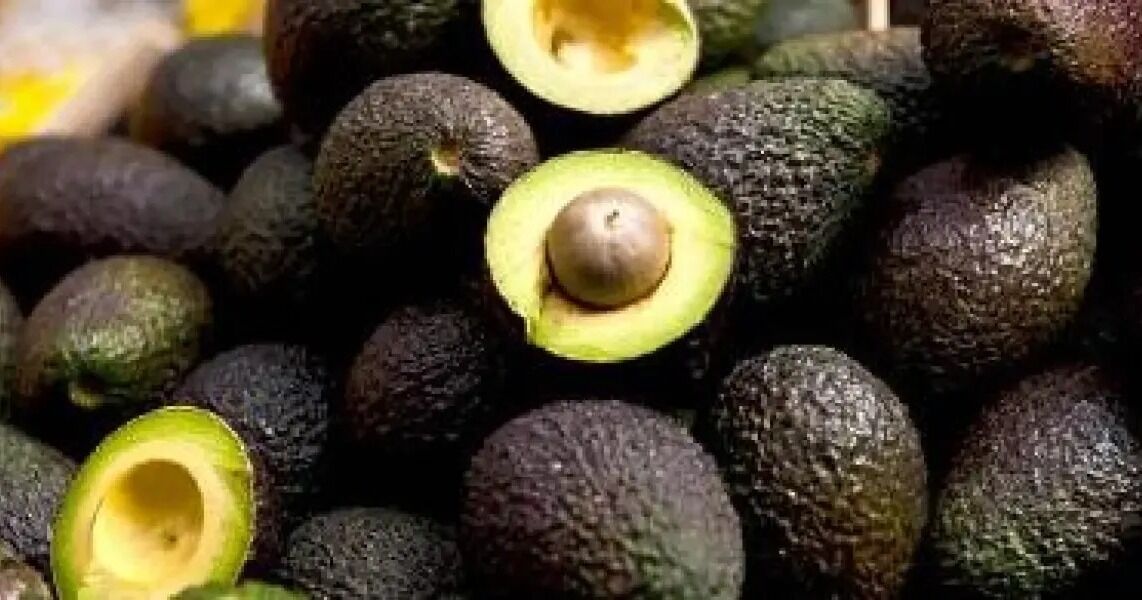 Aguacate hass de Colombia proyecta 2026 con más mercados, censo productivo y foco en calidad y sostenibilidad