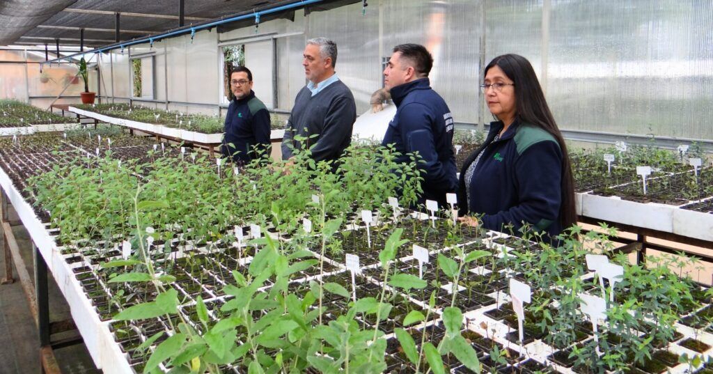 CONAF La Araucanía inaugura “Laboratorio de propagación vegetativa”