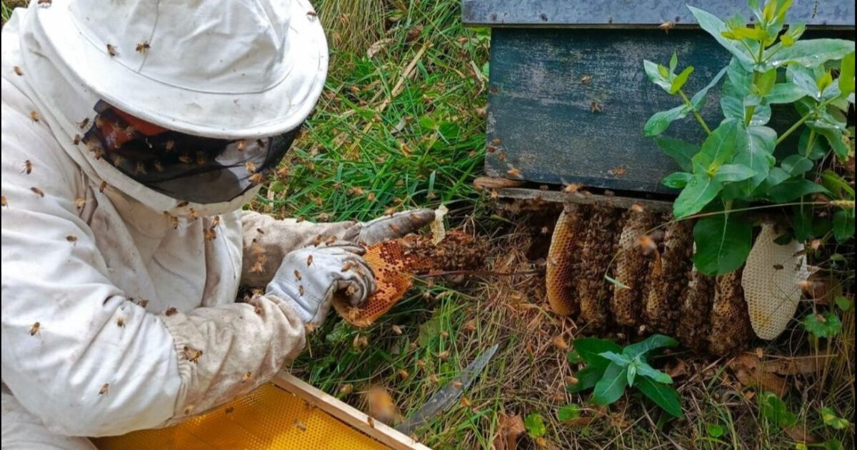 Cuidando del ambiente, rescatan enjambres de abejas en Ambato