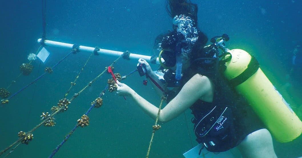 Costa Rica amplía la agricultura de coral para ayudar a restaurar los arrecifes del Pacífico