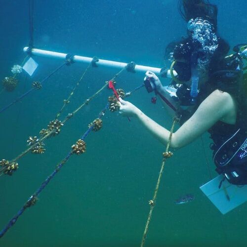 Costa Rica amplía la agricultura de coral para ayudar a restaurar los arrecifes del Pacífico