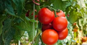 Estados Unidos aplica cuota antidumping de 17.09% a importaciones de tomate mexicano