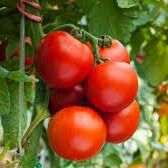 Estados Unidos aplica cuota antidumping de 17.09% a importaciones de tomate mexicano